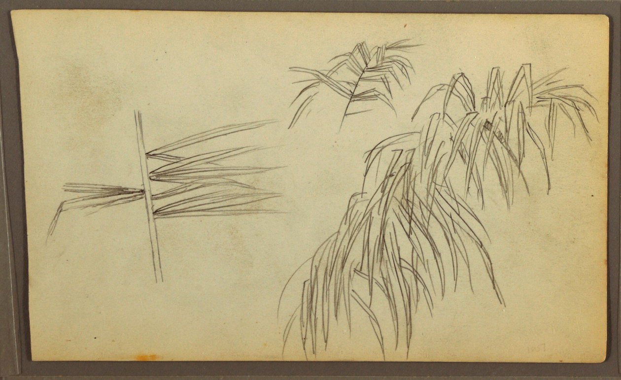 Dessin, croquis botaniques, 1857 - Frederic Edwin Church