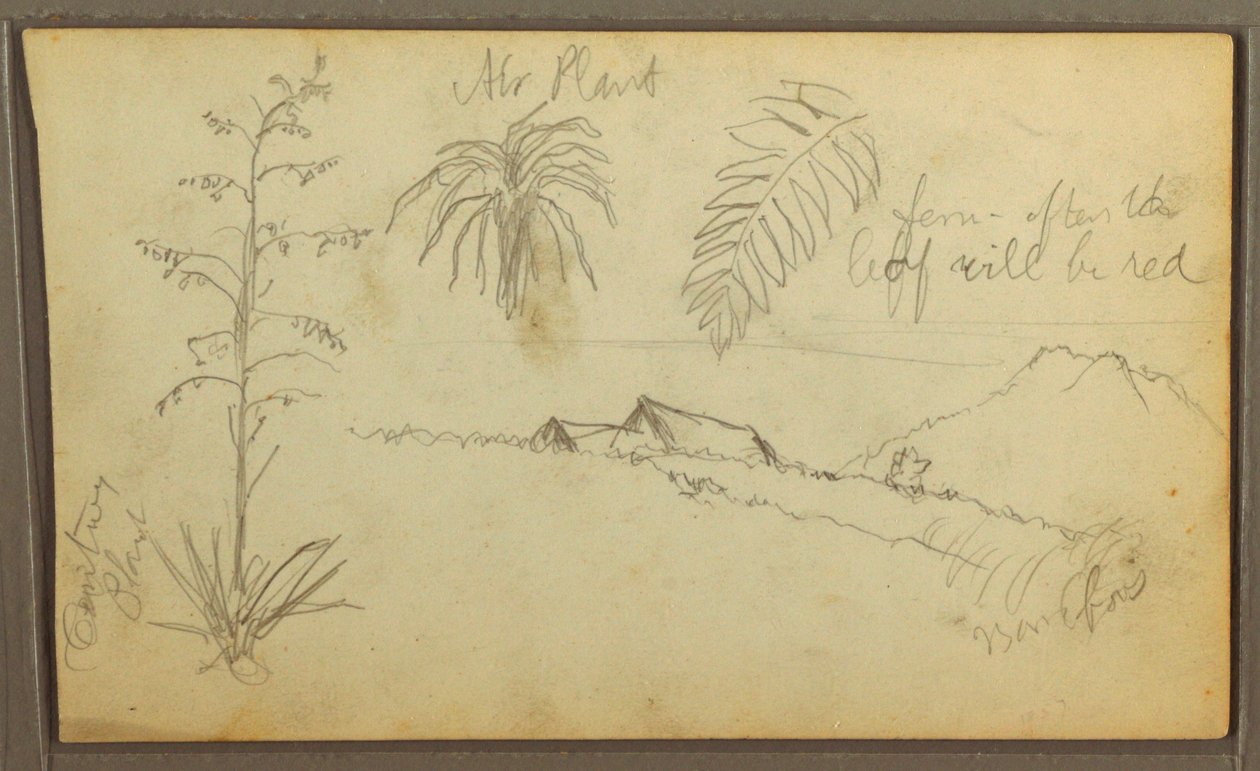 Dessin, croquis botaniques, 1857 - Frederic Edwin Church