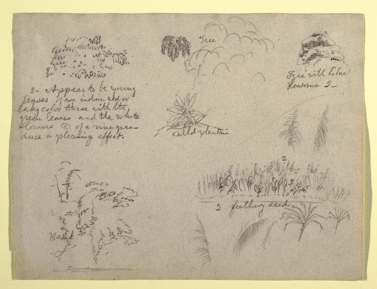 Dessin, croquis botaniques, Colombie, 1853 - Frederic Edwin Church