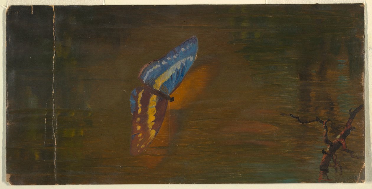 Dessin, Papillon sur l