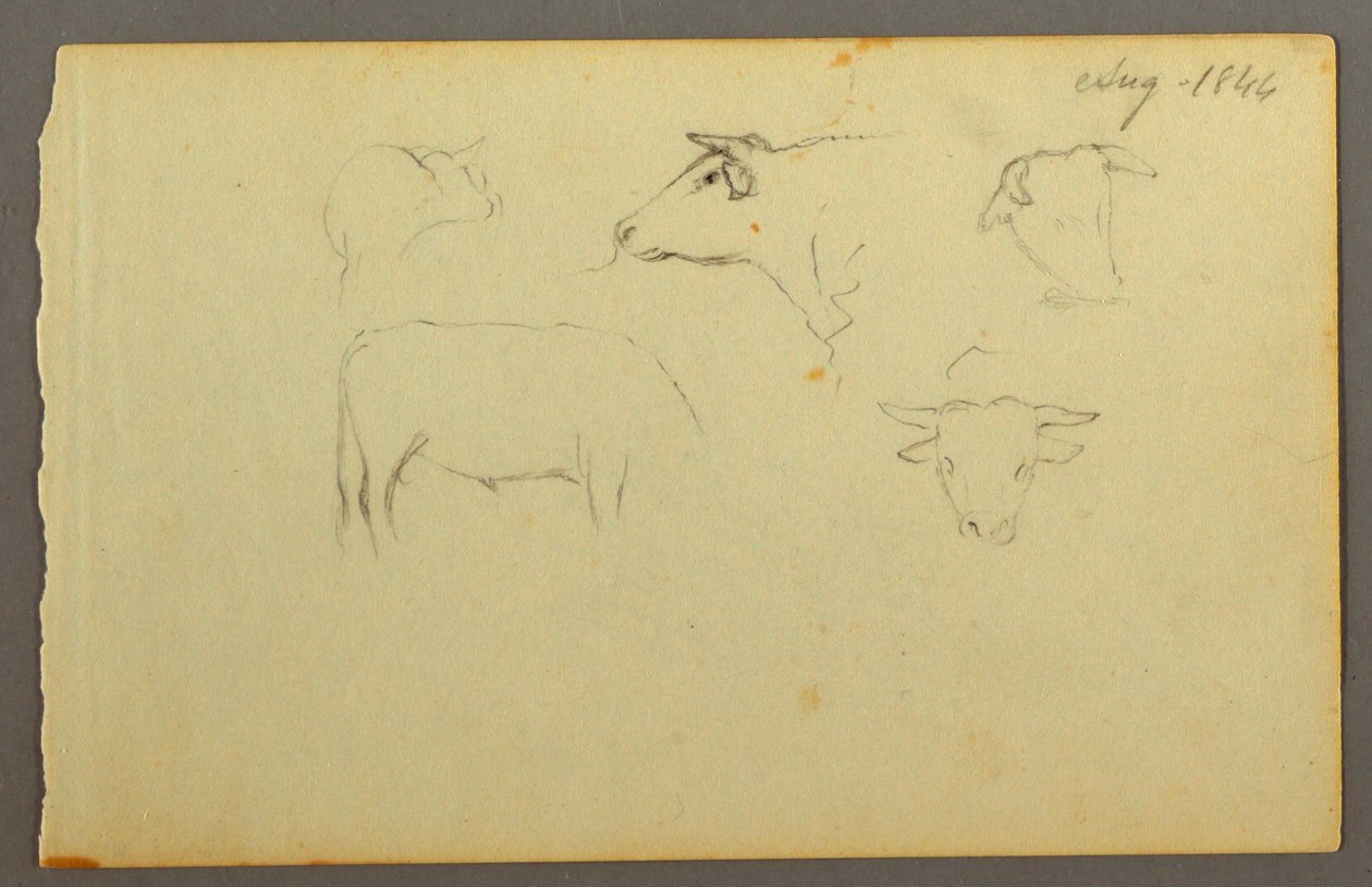 Dessin, vaches, 1844 - Frederic Edwin Church