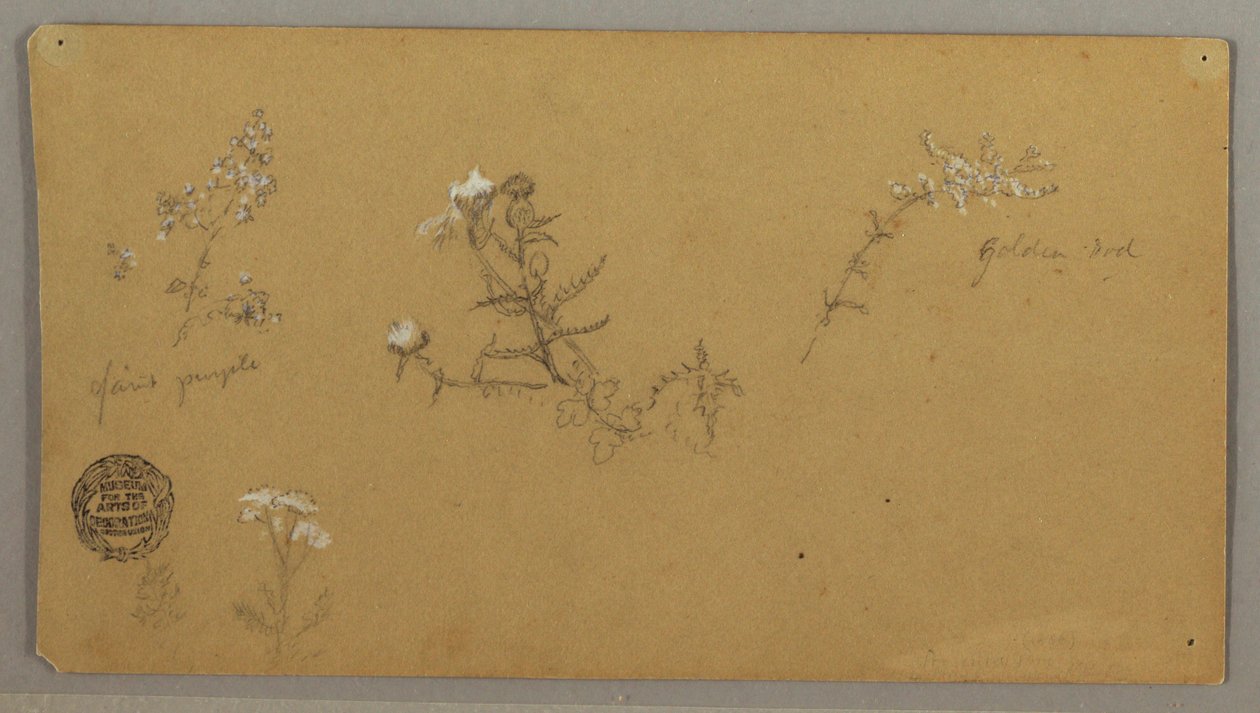 Dessin, plantes à fleurs, vers 1856 - Frederic Edwin Church