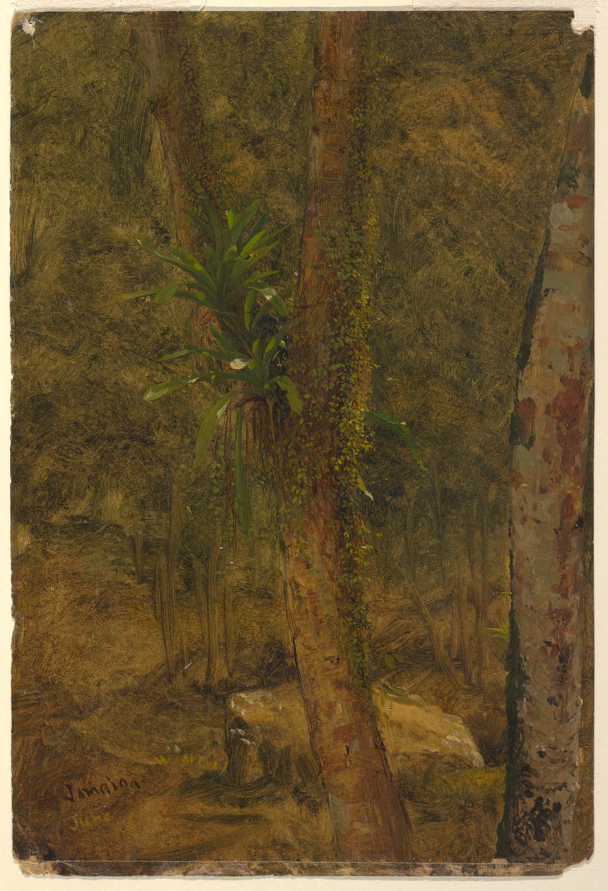 Dessin, scène de jungle, juin 1865 - Frederic Edwin Church