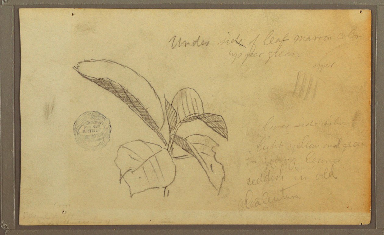 Dessin, feuilles, 1857 - Frederic Edwin Church