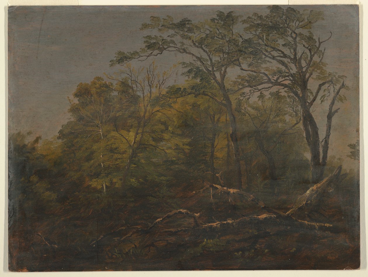 Dessin, forêt du Maine, 1845-55 - Frederic Edwin Church
