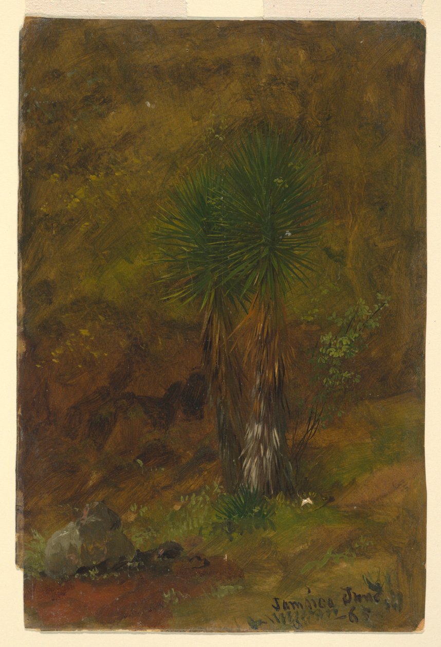 Dessin, palmiers, juillet 1865 - Frederic Edwin Church