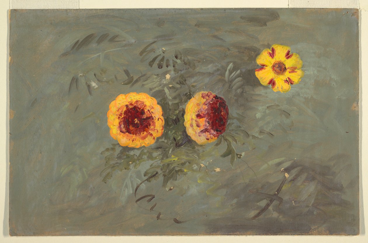 Dessin, Zinnias, 1860-70 - Frederic Edwin Church