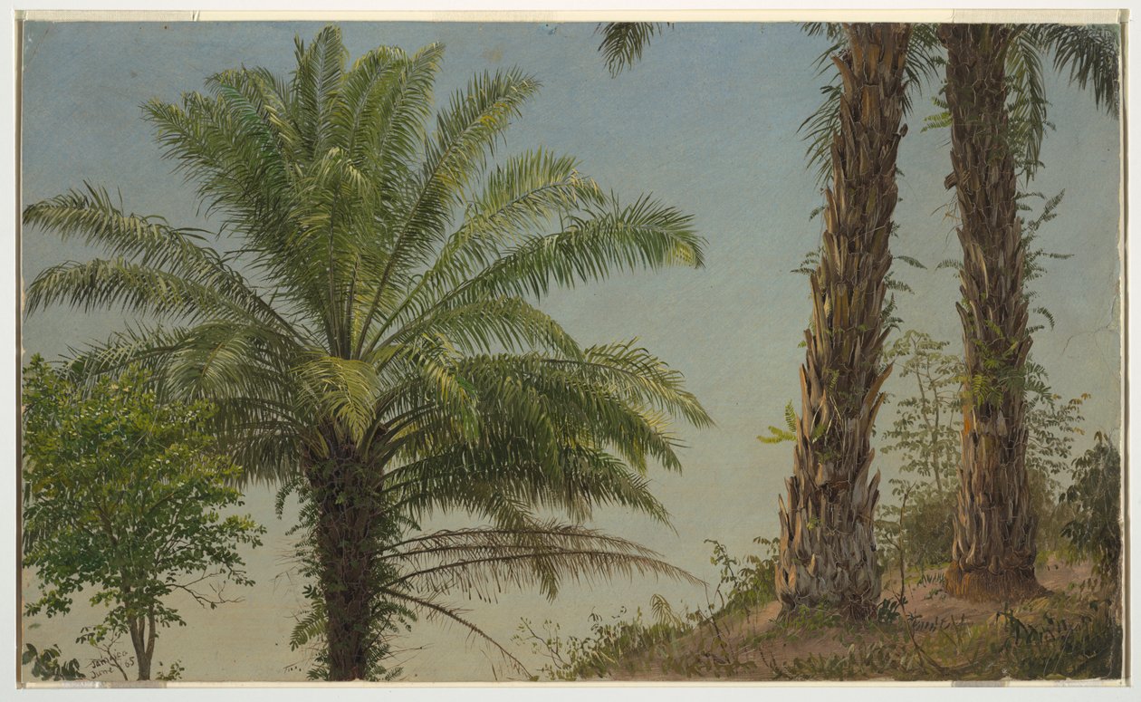 Palmiers, Jamaïque - Frederic Edwin Church