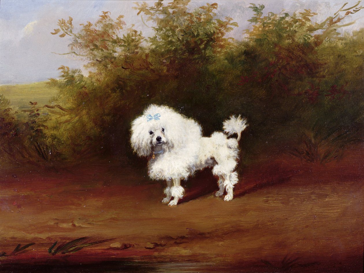 Un caniche jouet dans un paysage - Frederick French