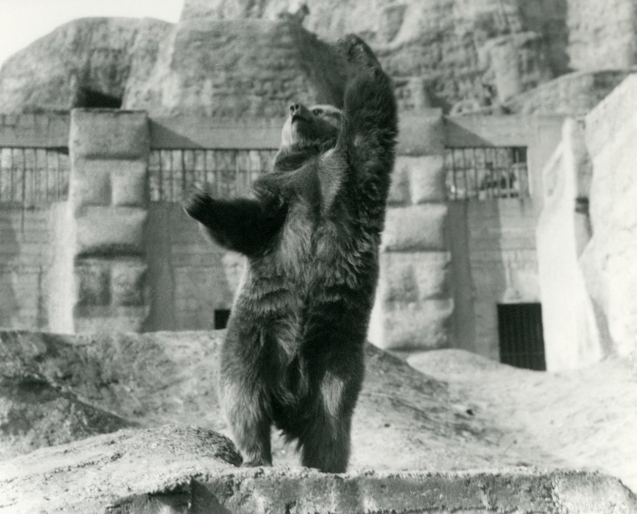 Un ours brun se tient debout sur ses pattes arrière, atteignant le ciel, Mappin Terraces, Zoo de Londres, août 1921 - Frederick William Bond