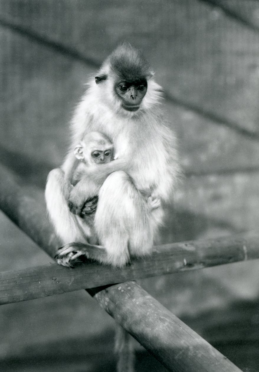 Un langur coiffé tenant un bébé assis sur une poutre, Zoo de Londres, 11 novembre 1913 - Frederick William Bond