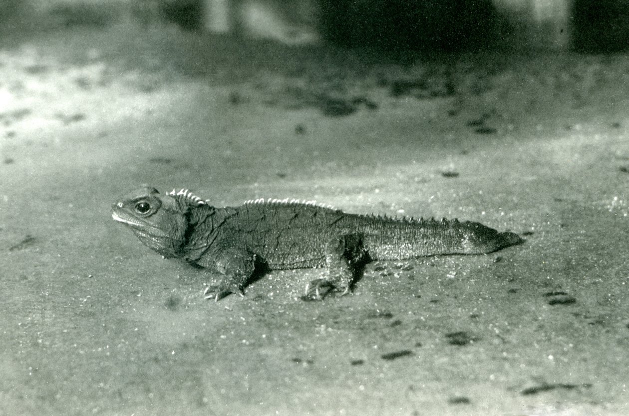 Un tuatara du détroit de Cook, ou tuatara du nord au zoo de Londres, vers 1923 - Frederick William Bond