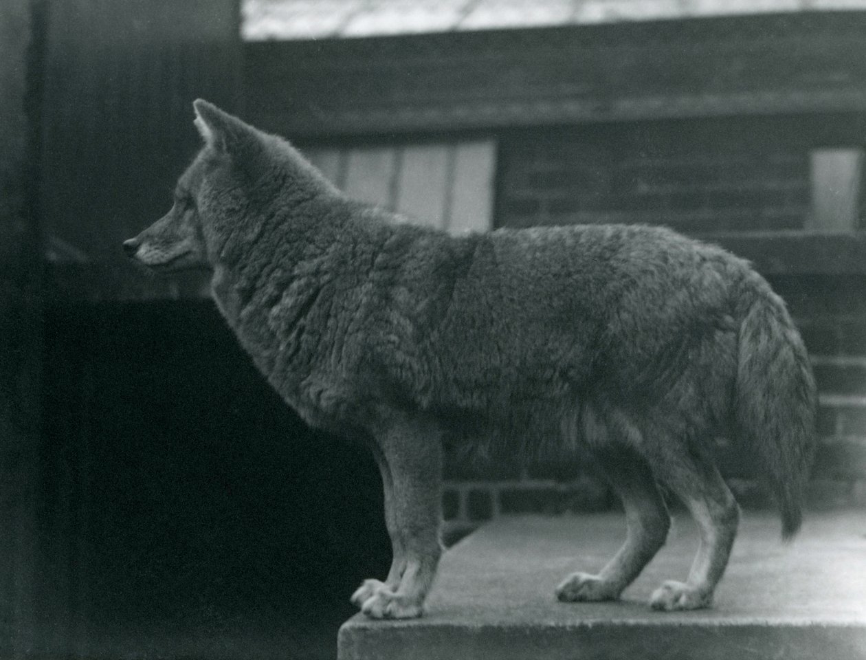 Un coyote au zoo de Londres, octobre 1920 - Frederick William Bond