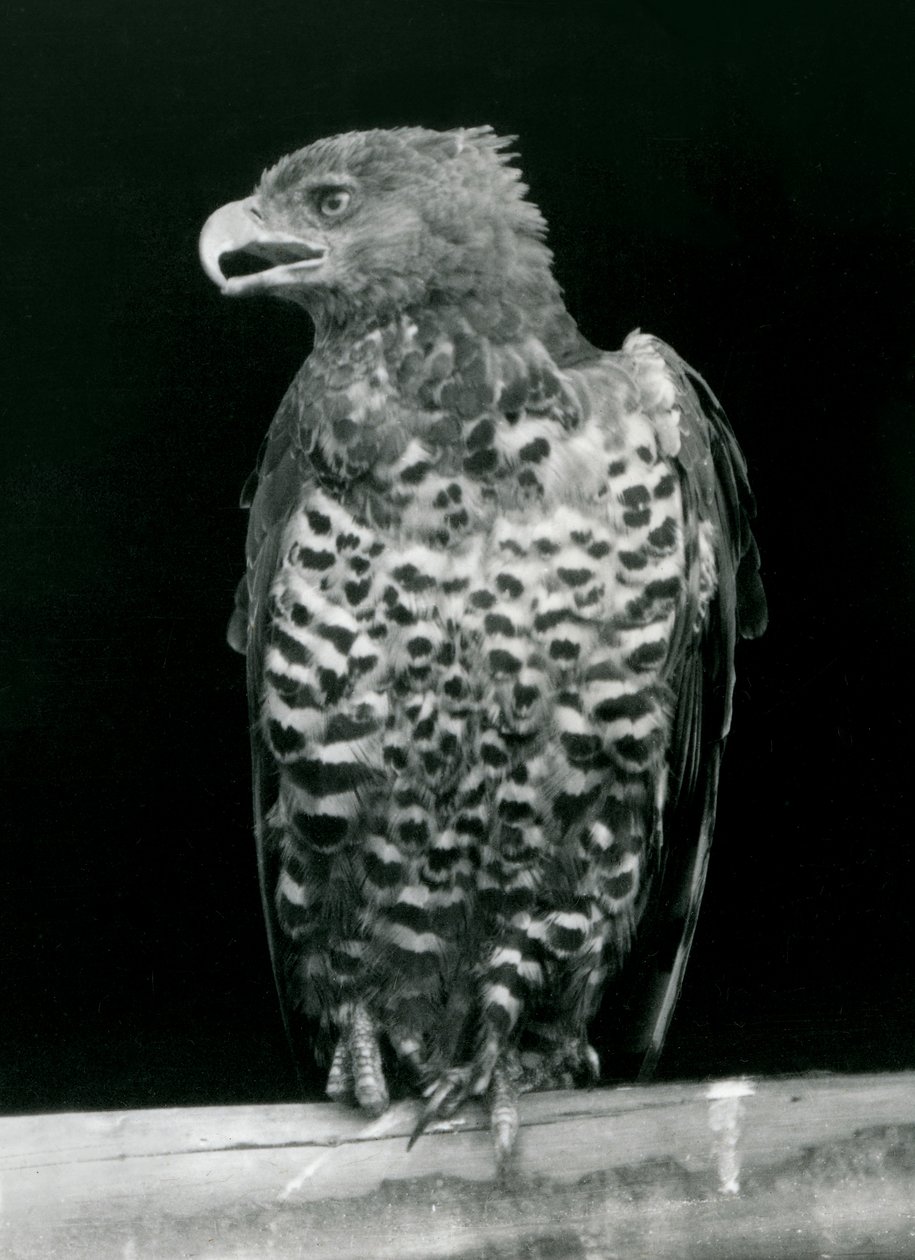 Un aigle couronné perché au zoo de Londres, novembre 1923 (photo nb) - Frederick William Bond