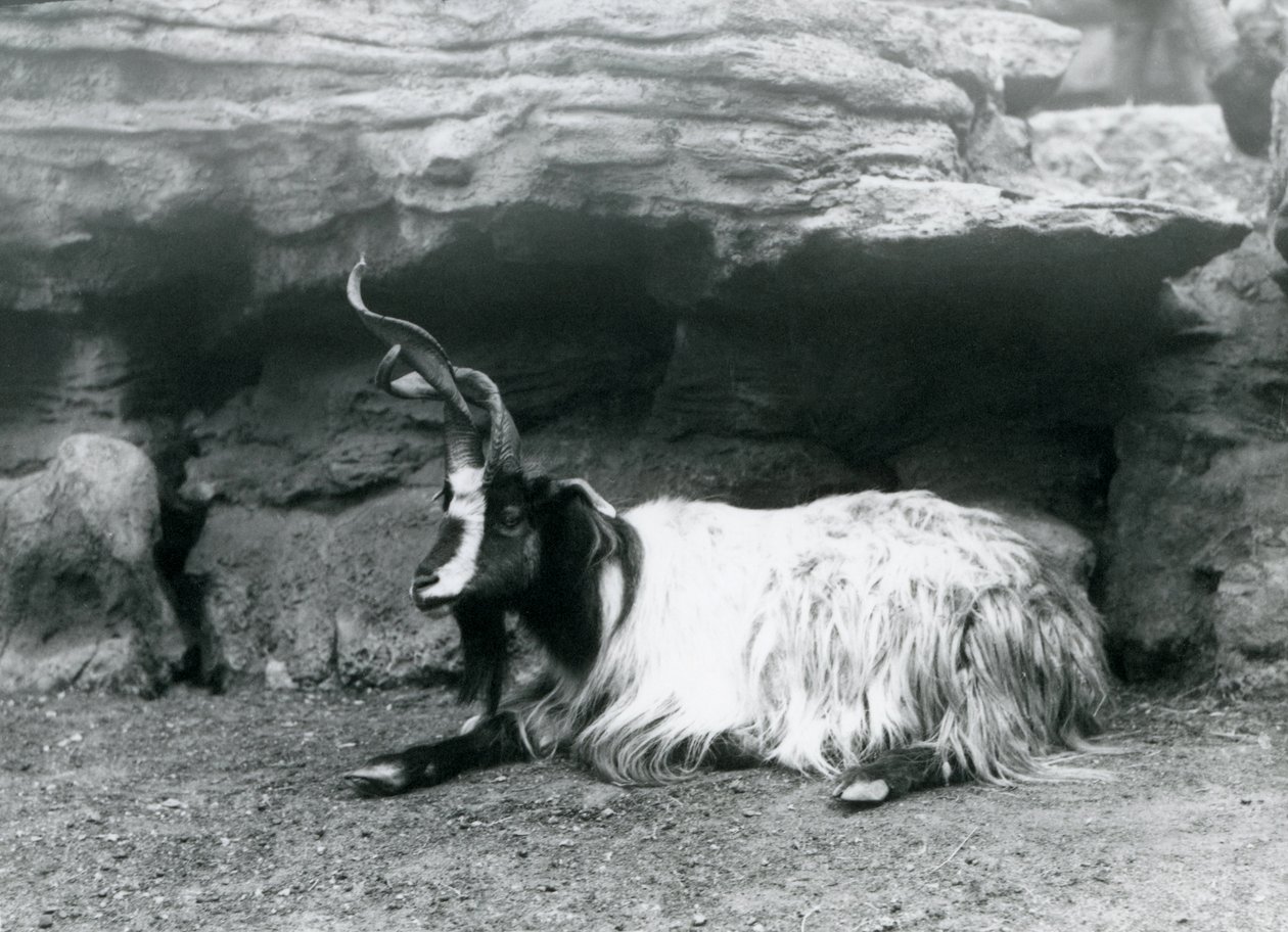 Chèvre à cornes bouclées au zoo de Londres, juin 1922 - Frederick William Bond