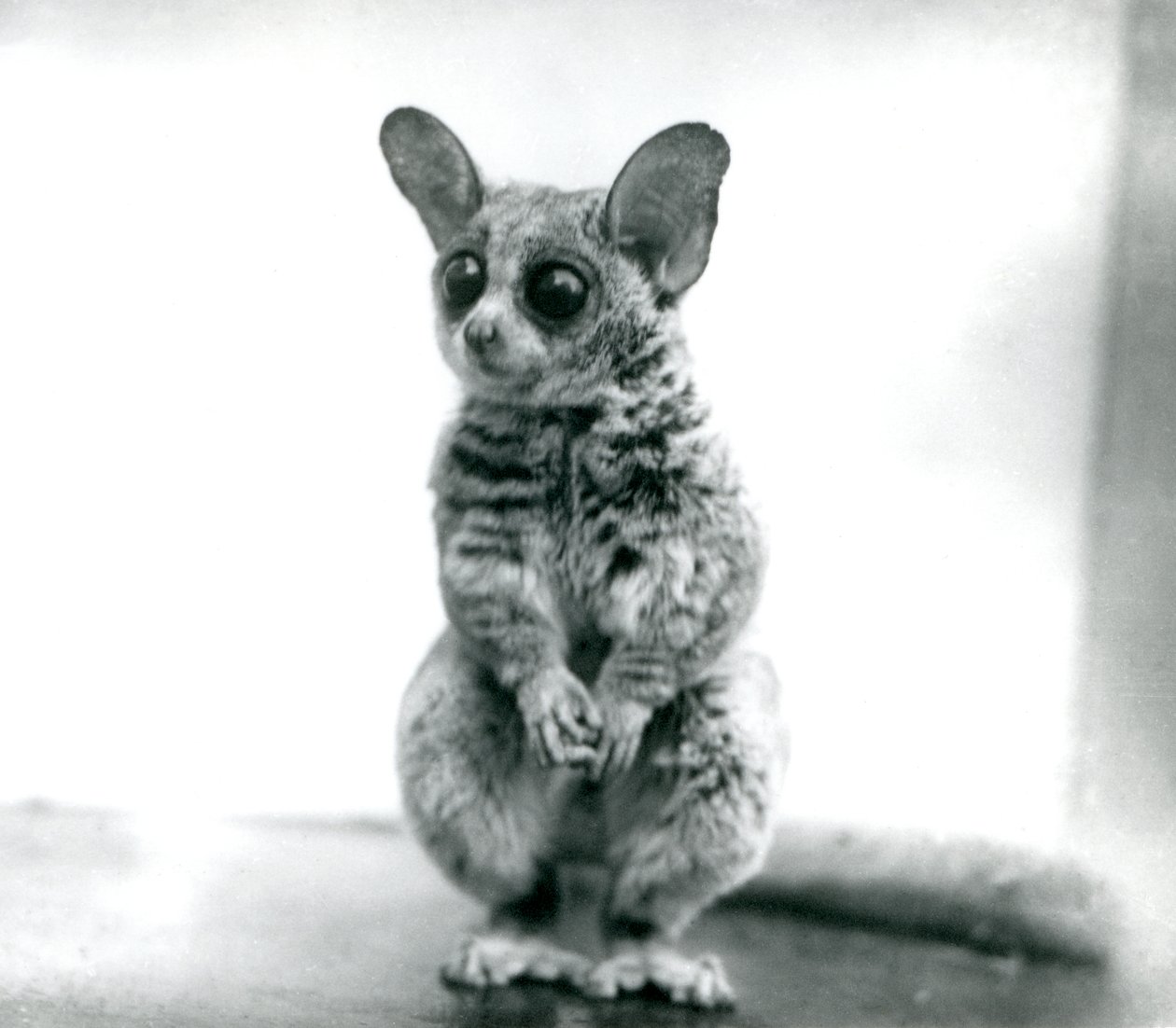 Un Galago moholi, ou Mohol bushbaby au zoo de Londres, 12 septembre 1913 - Frederick William Bond
