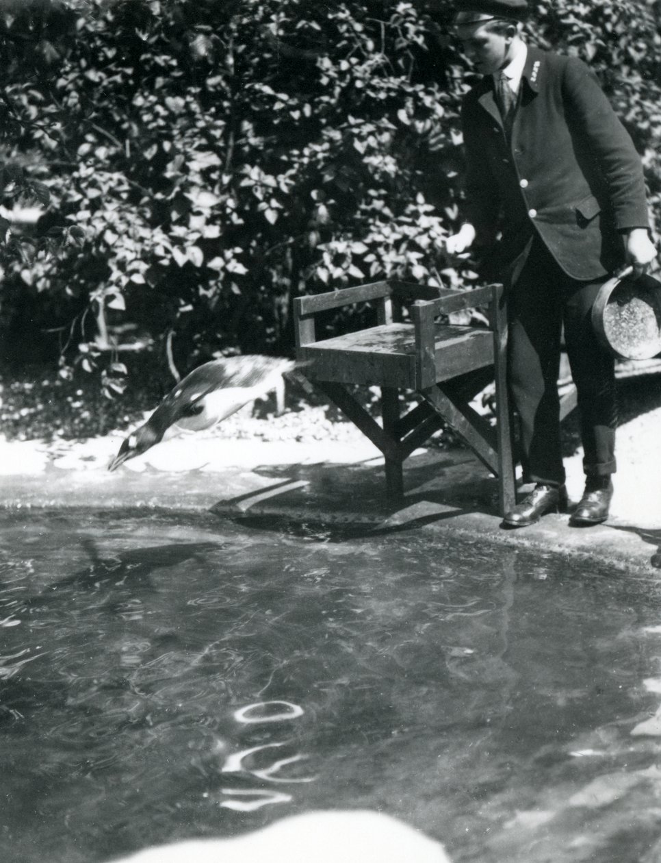 Un manchot papou plonge après des poissons que le gardien vient de jeter dans son bassin, Zoo de Londres, juin 1914 - Frederick William Bond