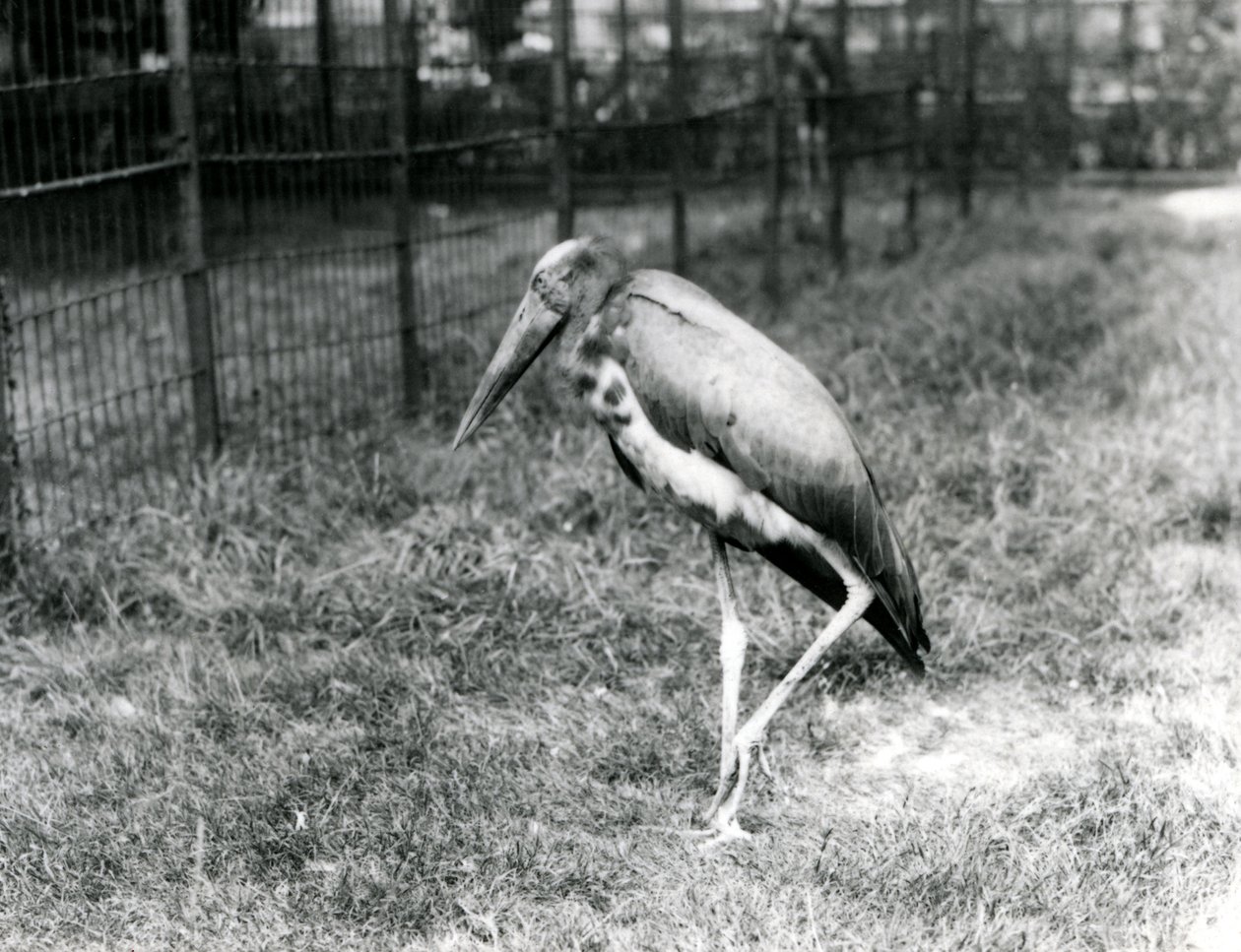 Un adjutant de Java, debout au Zoo de Londres, septembre 1923 - Frederick William Bond
