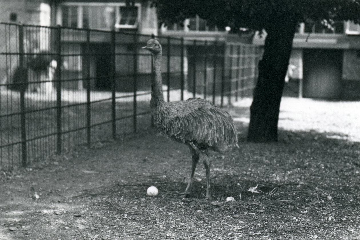 Un nandou de Darwin ou nandou mineur debout dans son nid avec deux œufs, zoo de Londres, mai 1914 - Frederick William Bond