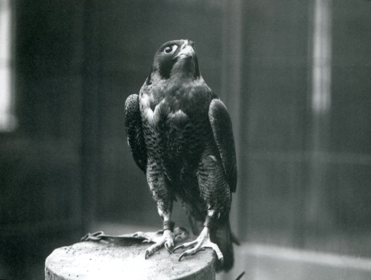 Un faucon pèlerin au zoo de Londres, janvier 1922 - Frederick William Bond