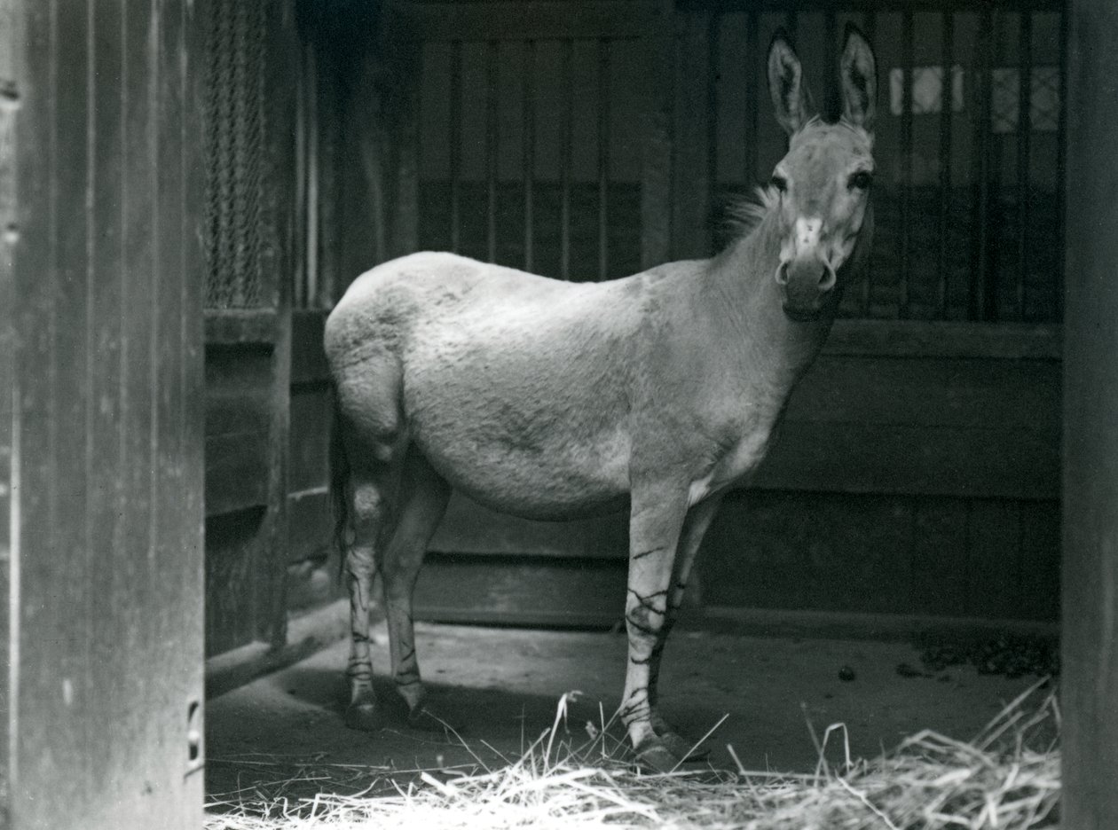 Un âne sauvage somalien au zoo de Londres, 1915 - Frederick William Bond