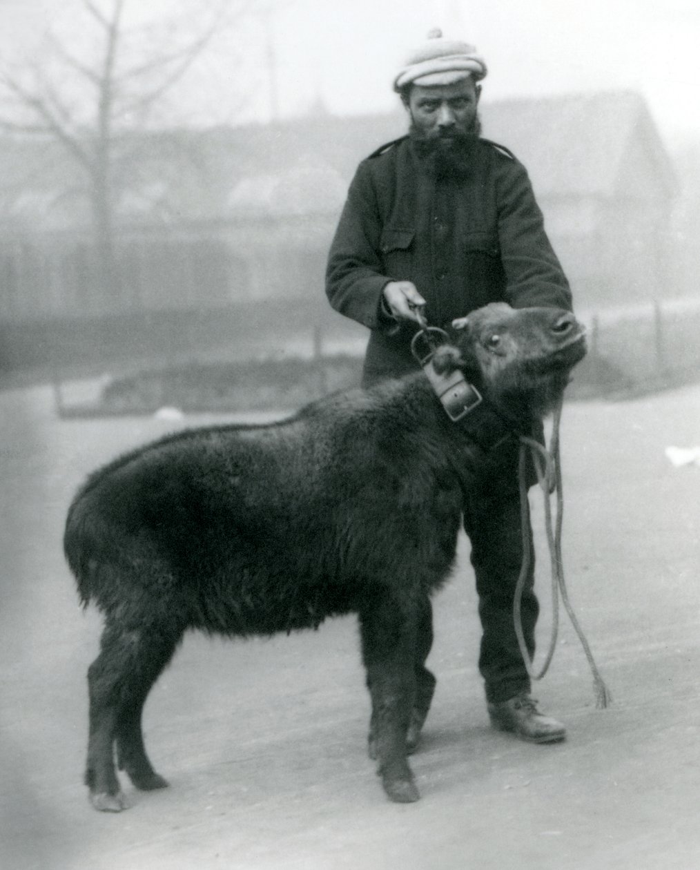 Une femelle takin, également connue sous le nom de chamois de bétail ou chèvre gnou avec son gardien, Zoo de Londres, avril 1923 - Frederick William Bond