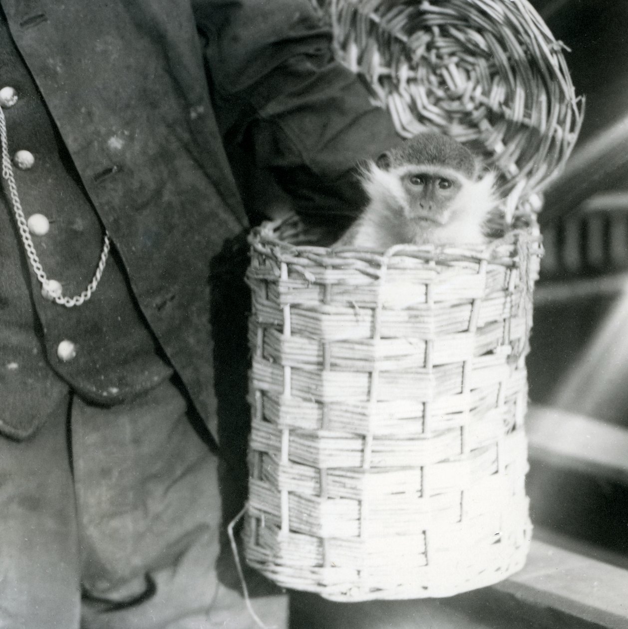 Un gardien tient un singe du Vieux Monde, genre Ceropithecus, dans un panier, zoo de Londres, décembre 1922 - Frederick William Bond