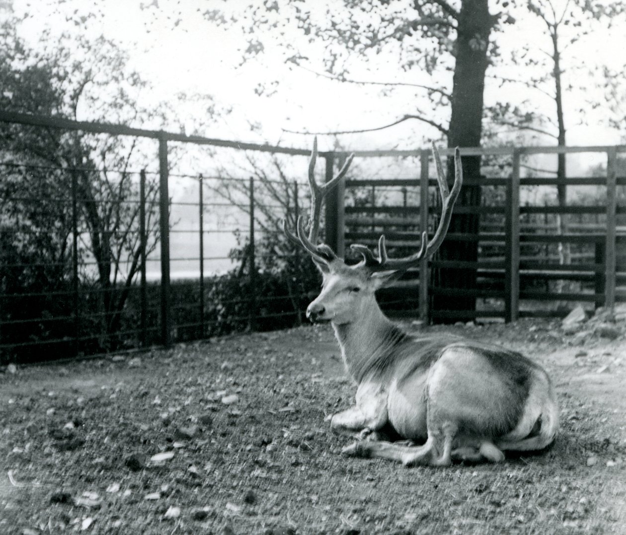 Un cerf mature de Wallich, également connu sous le nom de Shou, cerf rouge d