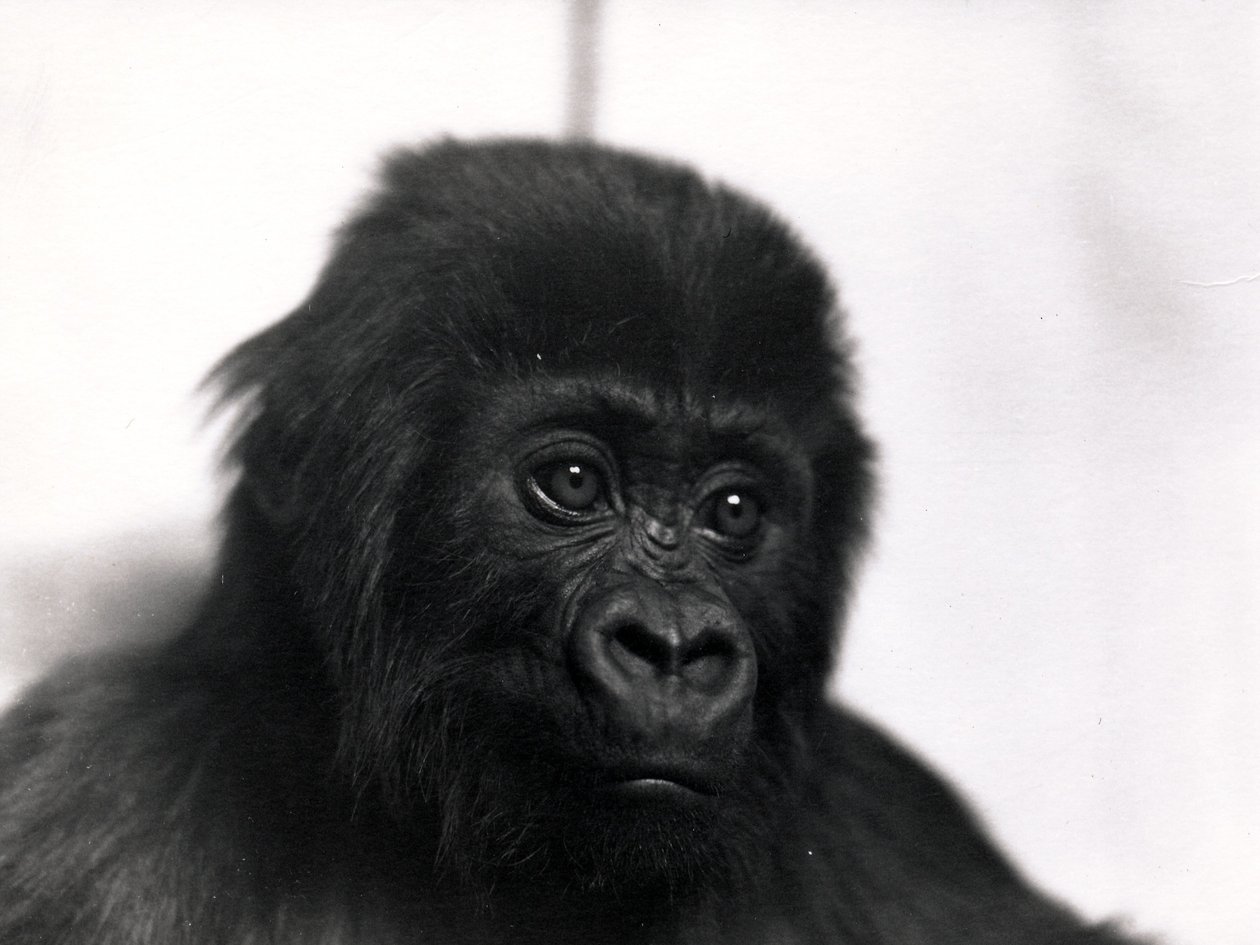 Portrait du gorille 