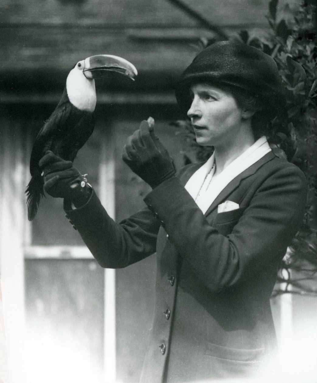 Un toucan à gorge blanche nourri par une dame perchée sur sa main gantée, Zoo de Londres, 1923 - Frederick William Bond