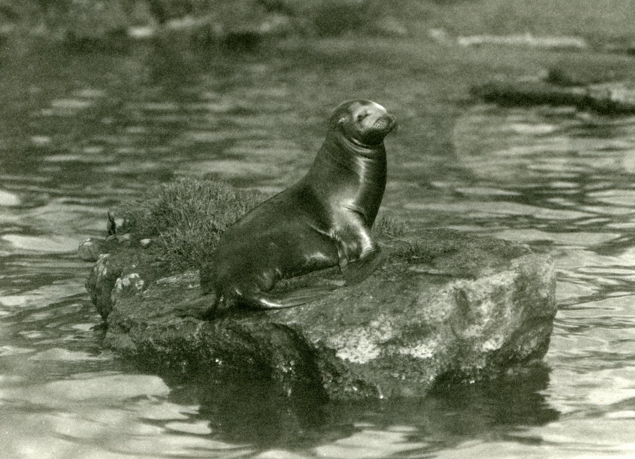 Un jeune lion de mer californien assis sur un rocher dans son bassin au zoo de Londres, octobre 1923 (photo nb) - Frederick William Bond