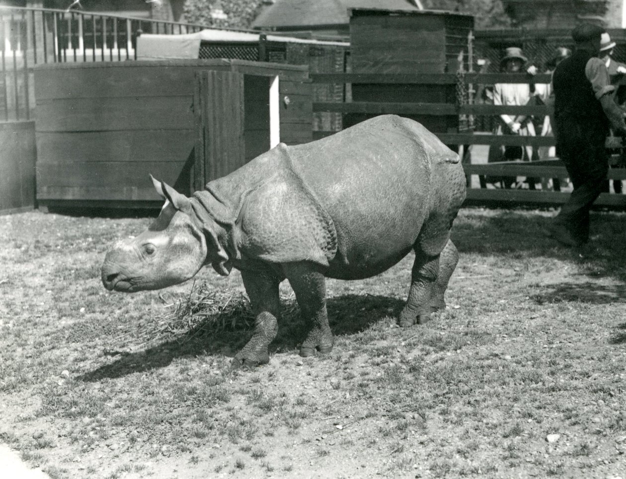 Un jeune rhinocéros indien au zoo de Londres, juin 1922 - Frederick William Bond