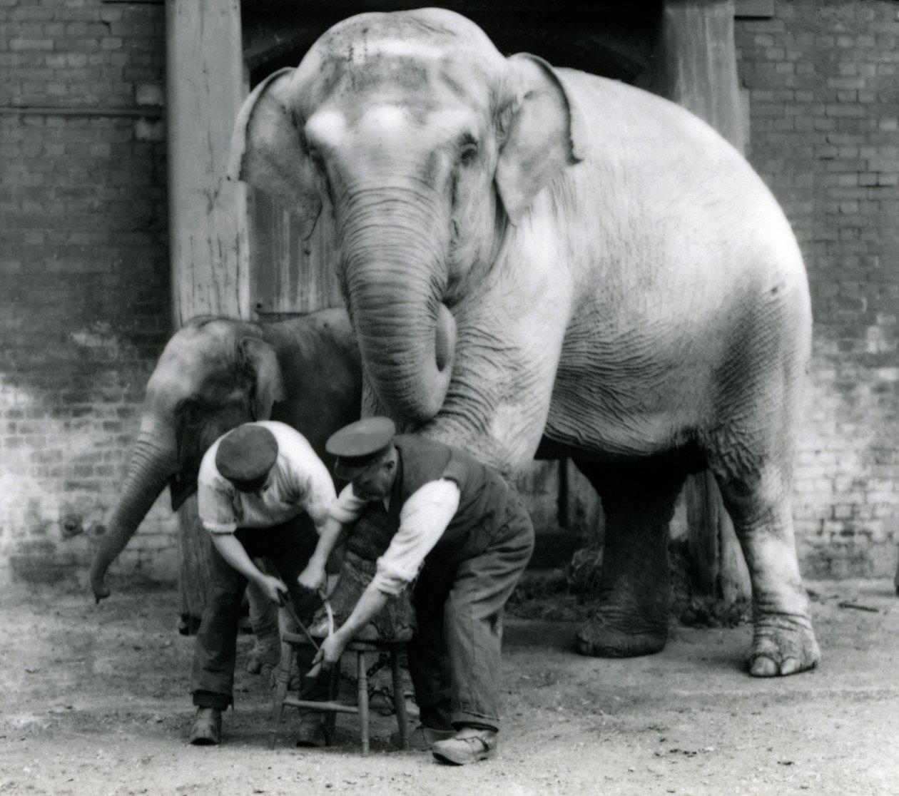 Éléphant indien adulte femelle, Assam Lukhi avec le gardien Charles Eyles, se faisant tailler les pieds au Zoo de Londres, septembre 1923 - Frederick William Bond