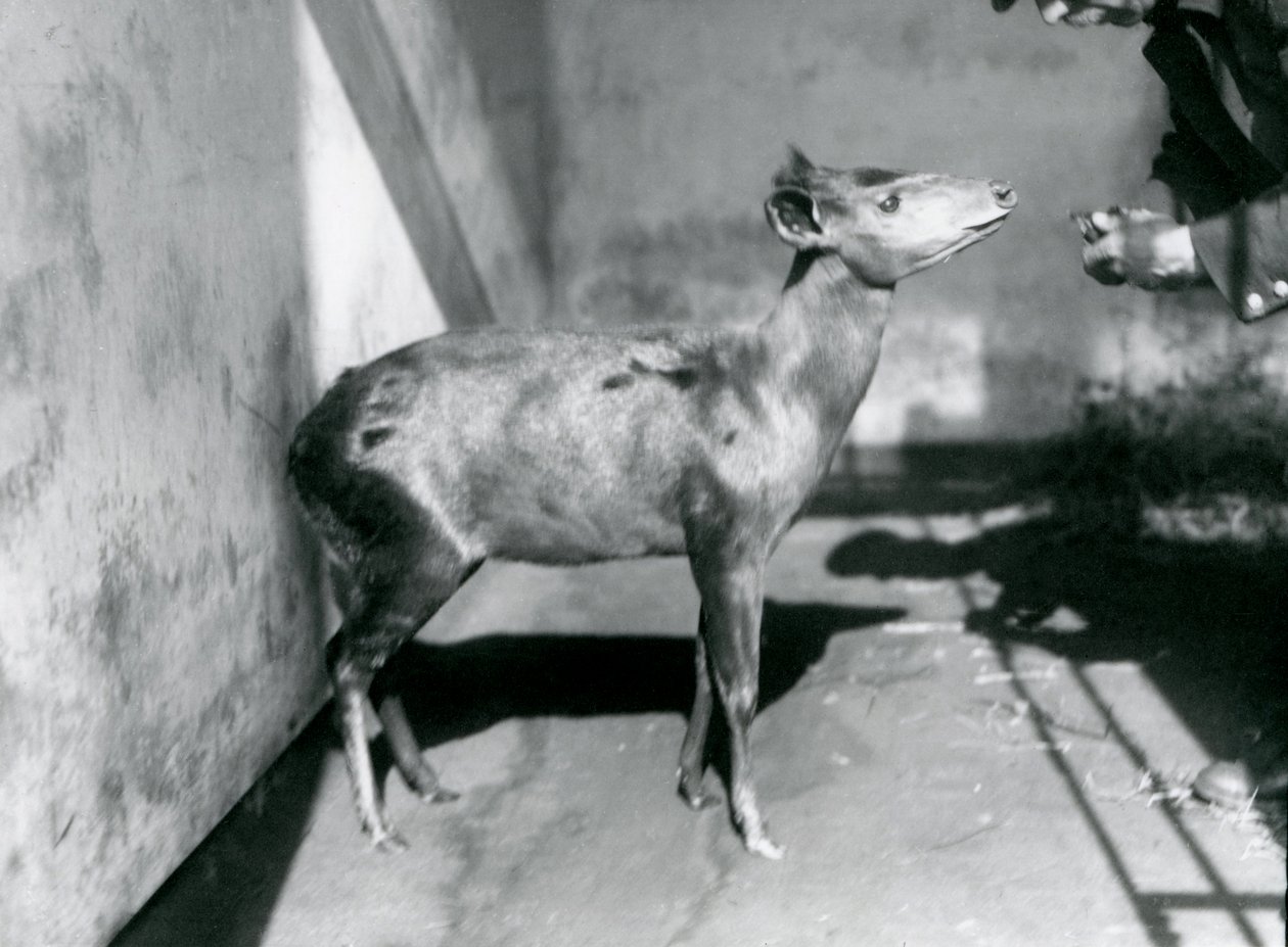 Un duiker d