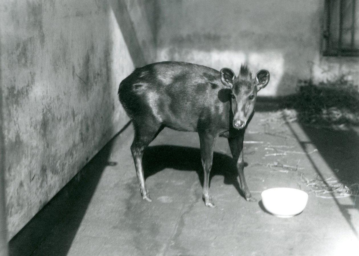 Un duiker d