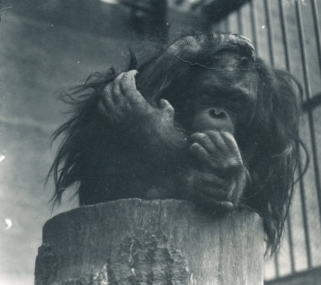 Un orang-outan au zoo de Londres, avril 1923 - Frederick William Bond
