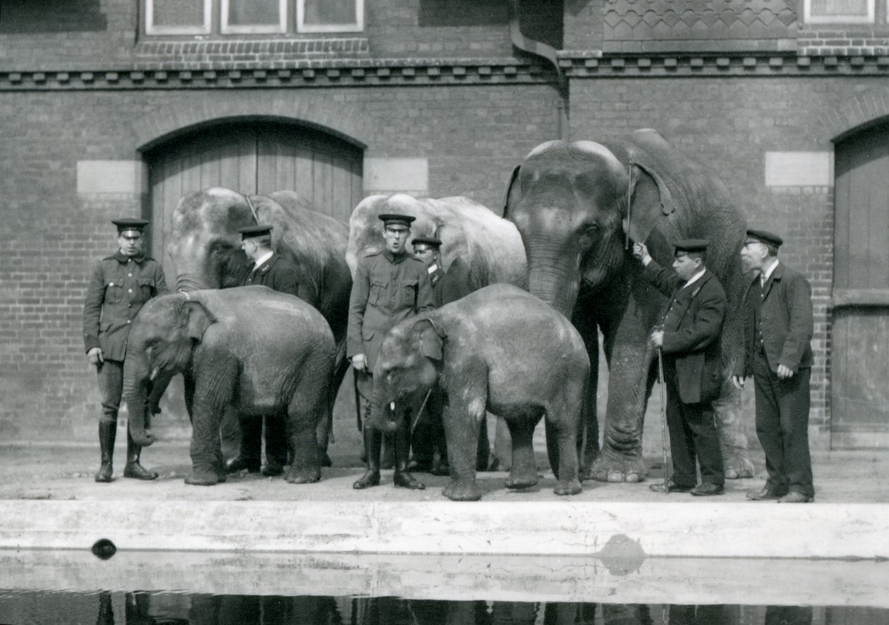 Éléphants asiatiques avec leurs gardiens, dont Charles Eyles, au zoo de Londres, avril 1914 - Frederick William Bond