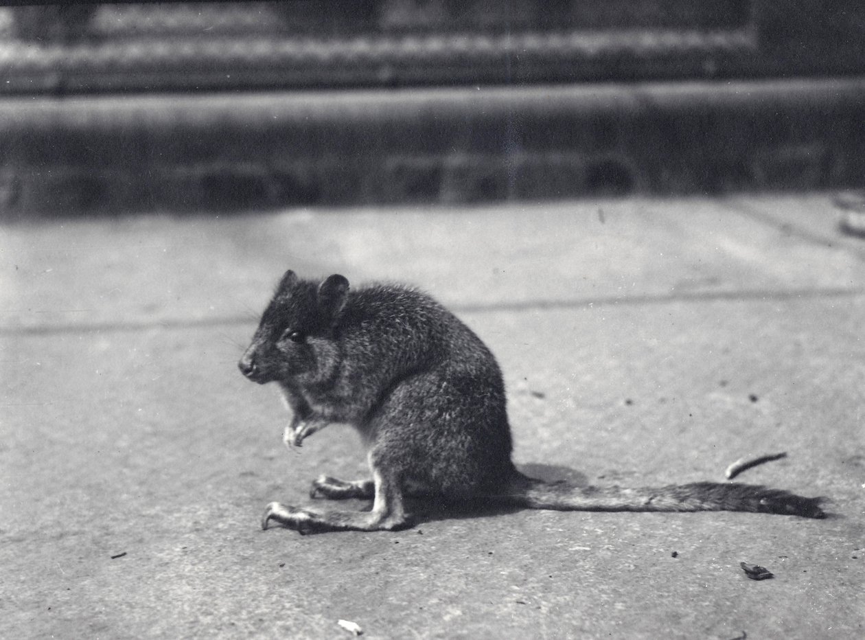 Wallaby à queue de pinceau au zoo de Londres, juin 1916 - Frederick William Bond