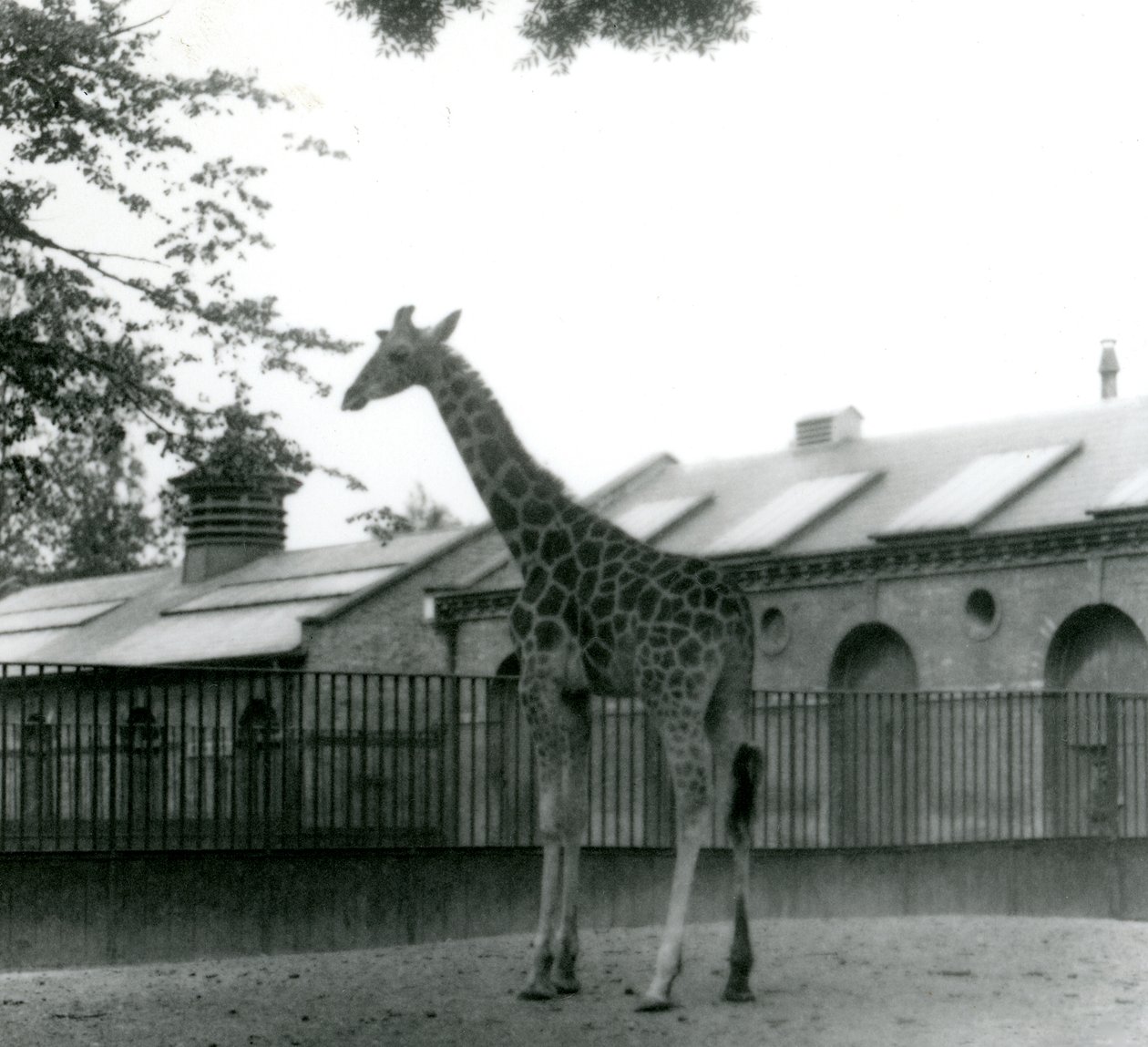 La girafe Maud, debout dans le paddock devant la maison des girafes, zoo de Londres, 1923 - Frederick William Bond