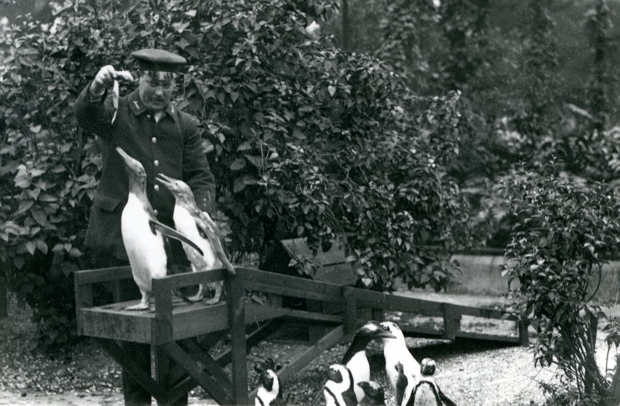 Manchots papous, sur leur plongeoir, nourris de poissons par le gardien Albert White, tandis que les manchots à pieds noirs regardent, Zoo de Londres, 1914 - Frederick William Bond