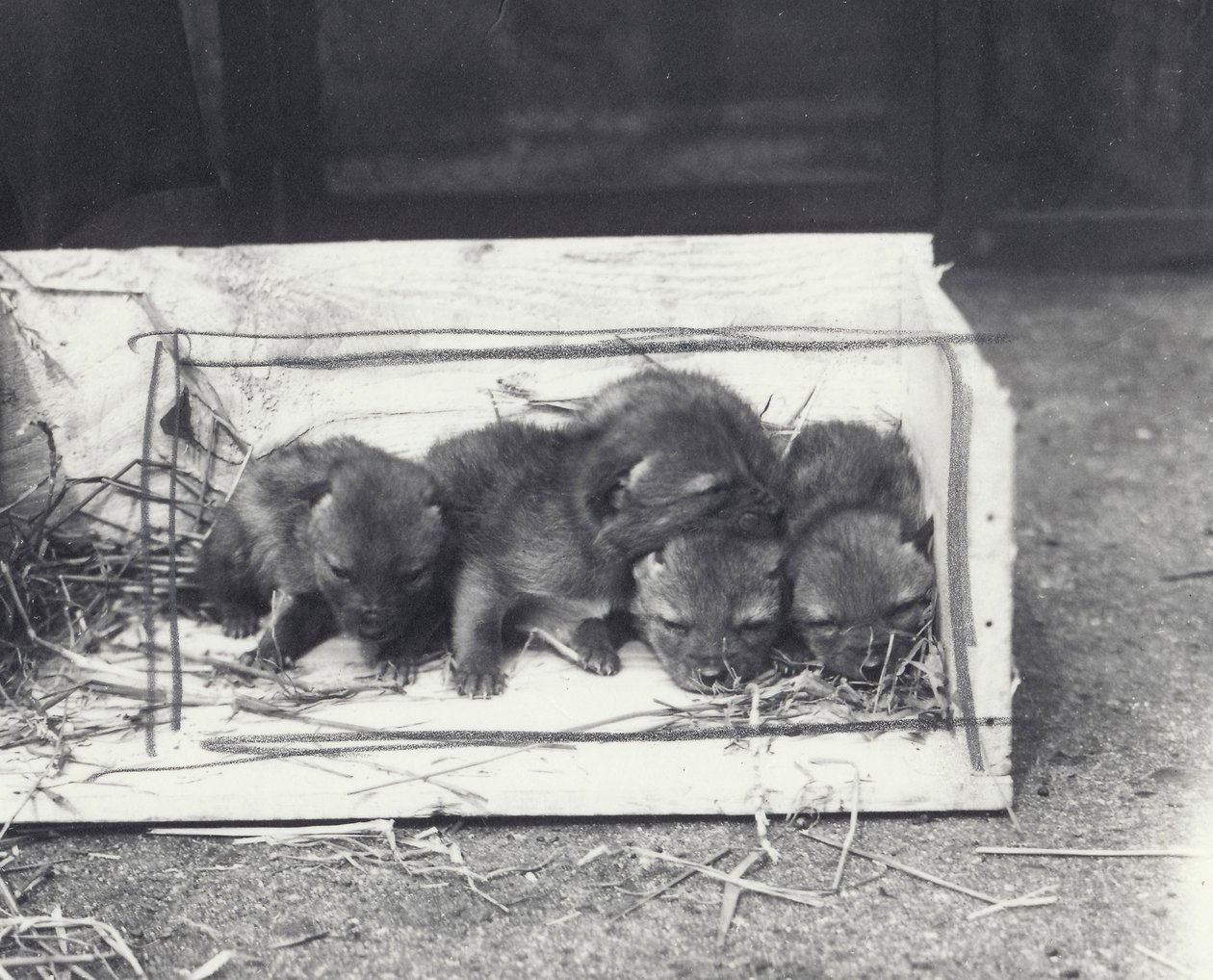 Chiots de chacal dans une boîte, 1915 - Frederick William Bond