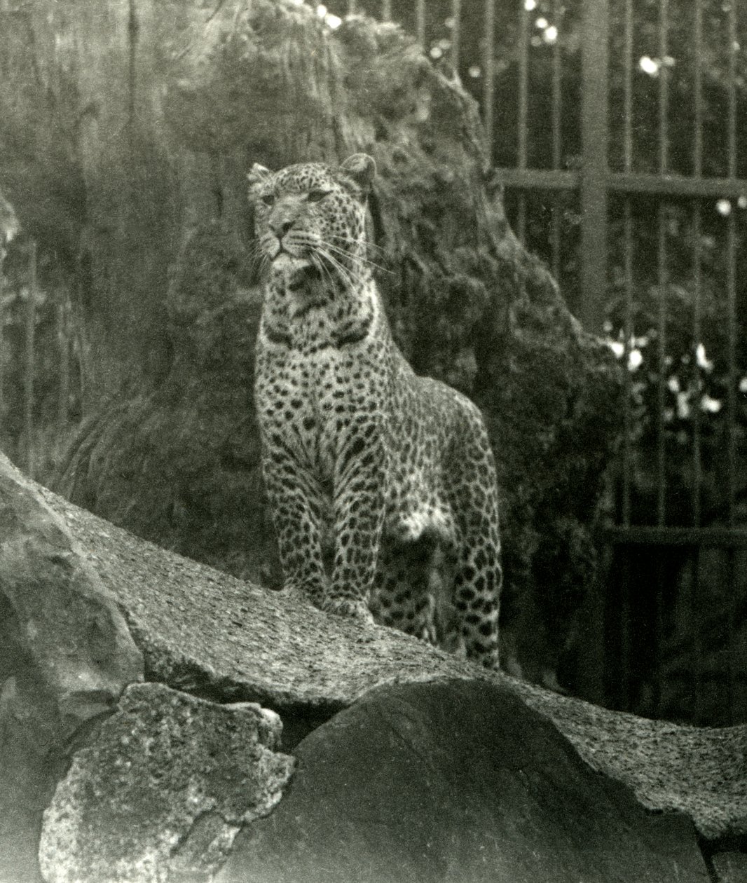 Le léopard Rex debout sur des rochers dans son enclos au zoo de Londres, 1923 (photo nb) - Frederick William Bond