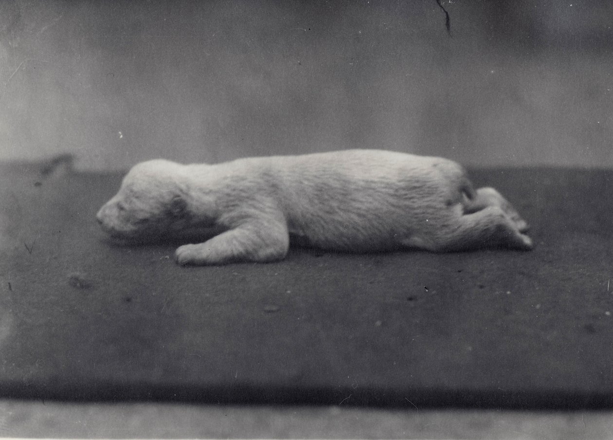 Ourson polaire avec les yeux encore fermés, allongé sur une couverture au zoo de Londres, janvier 1920 - Frederick William Bond