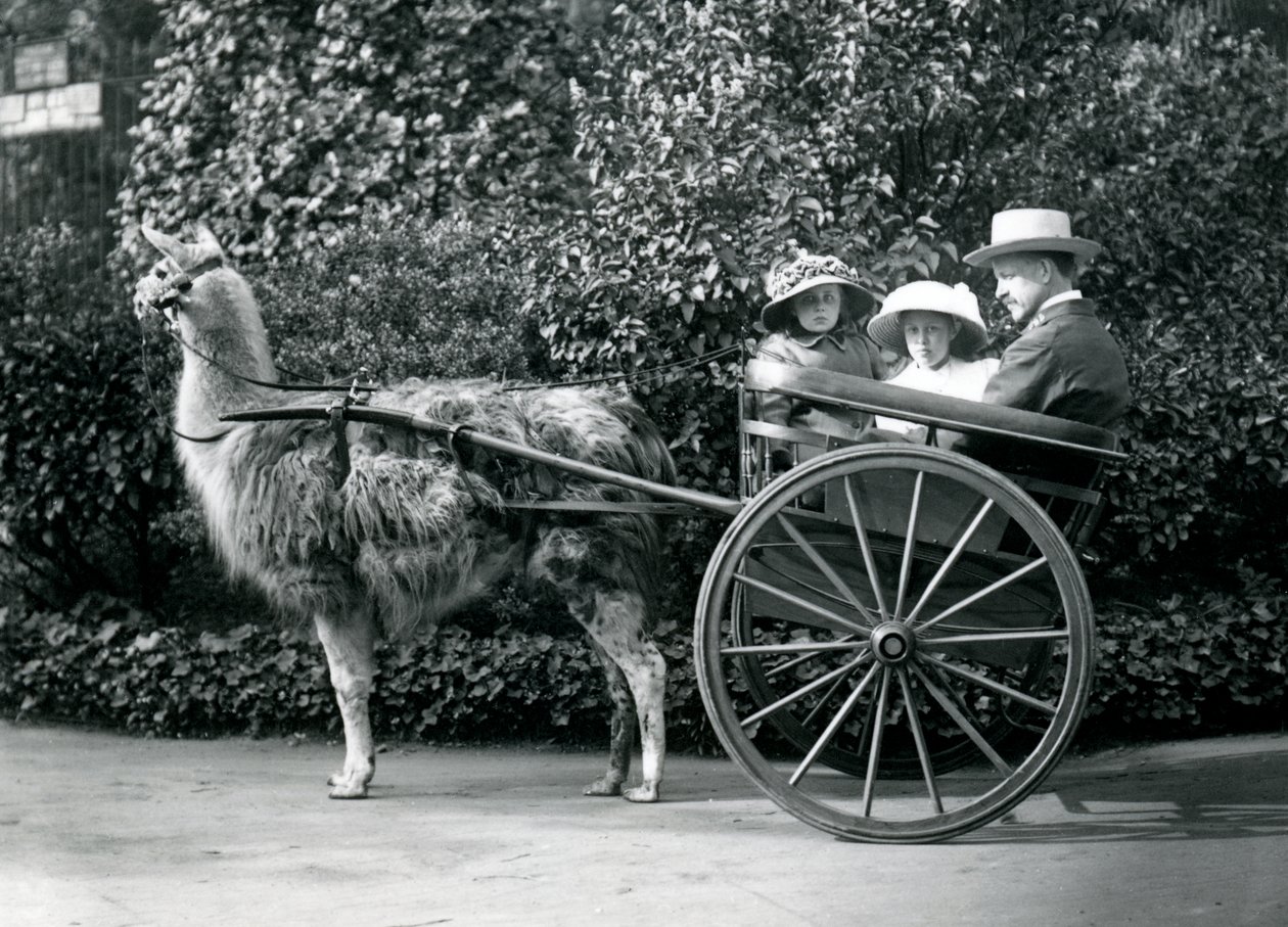 Trois visiteurs, dont deux jeunes filles, dans une charrette tirée par un lama, Zoo de Londres, vers 1912 - Frederick William Bond