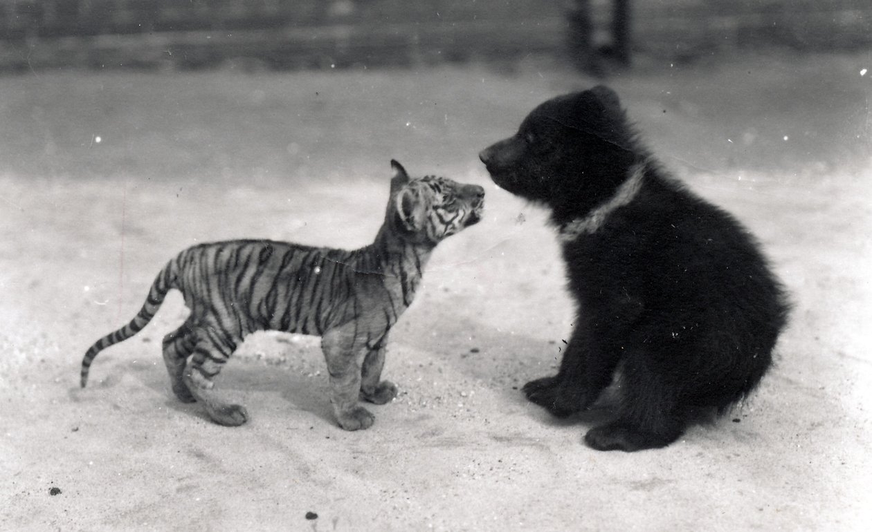 Un tigreau rencontre un ourson, 1914 - Frederick William Bond