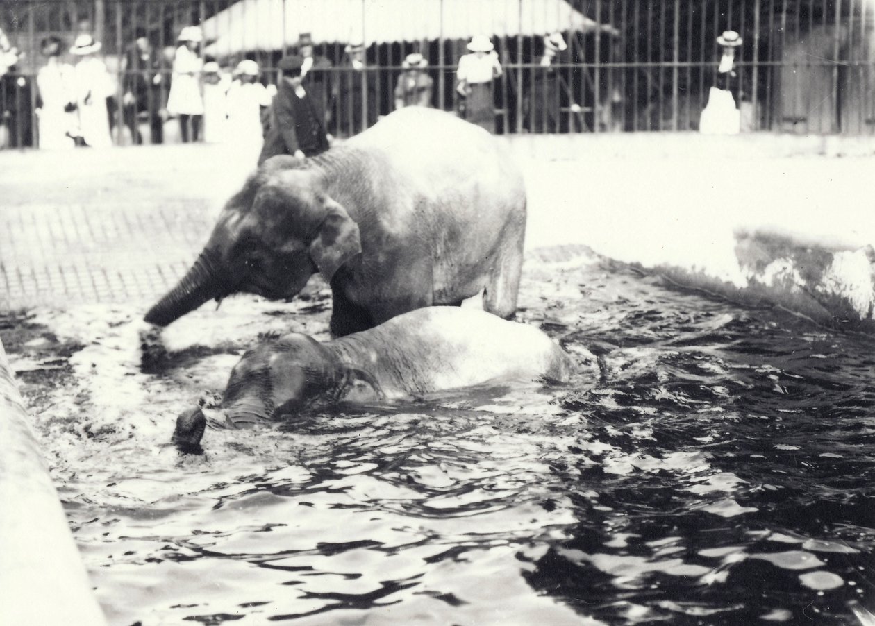 Deux éléphants asiatiques se baignant dans une piscine au zoo de Londres, observés par un gardien et une foule de visiteurs, juin 1914 - Frederick William Bond