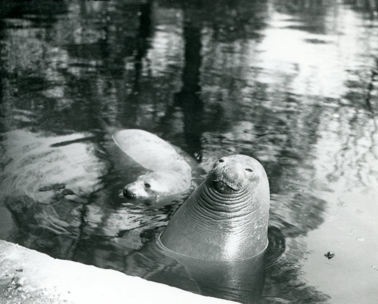 Deux éléphants de mer du sud dans leur bassin au zoo de Londres, 20 avril 1914 - Frederick William Bond