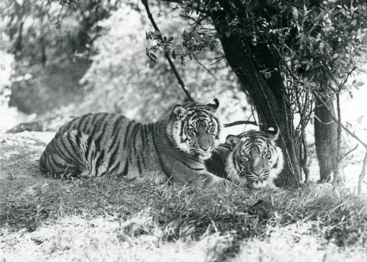 Deux tigres se reposant sous un petit arbre dans leur nouvelle enclos à Whipsnade, mai 1934 - Frederick William Bond