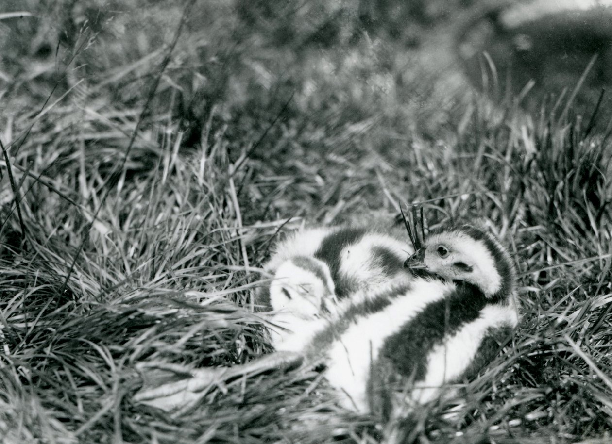 Deux jeunes oies andines au zoo de Londres, août 1916 - Frederick William Bond