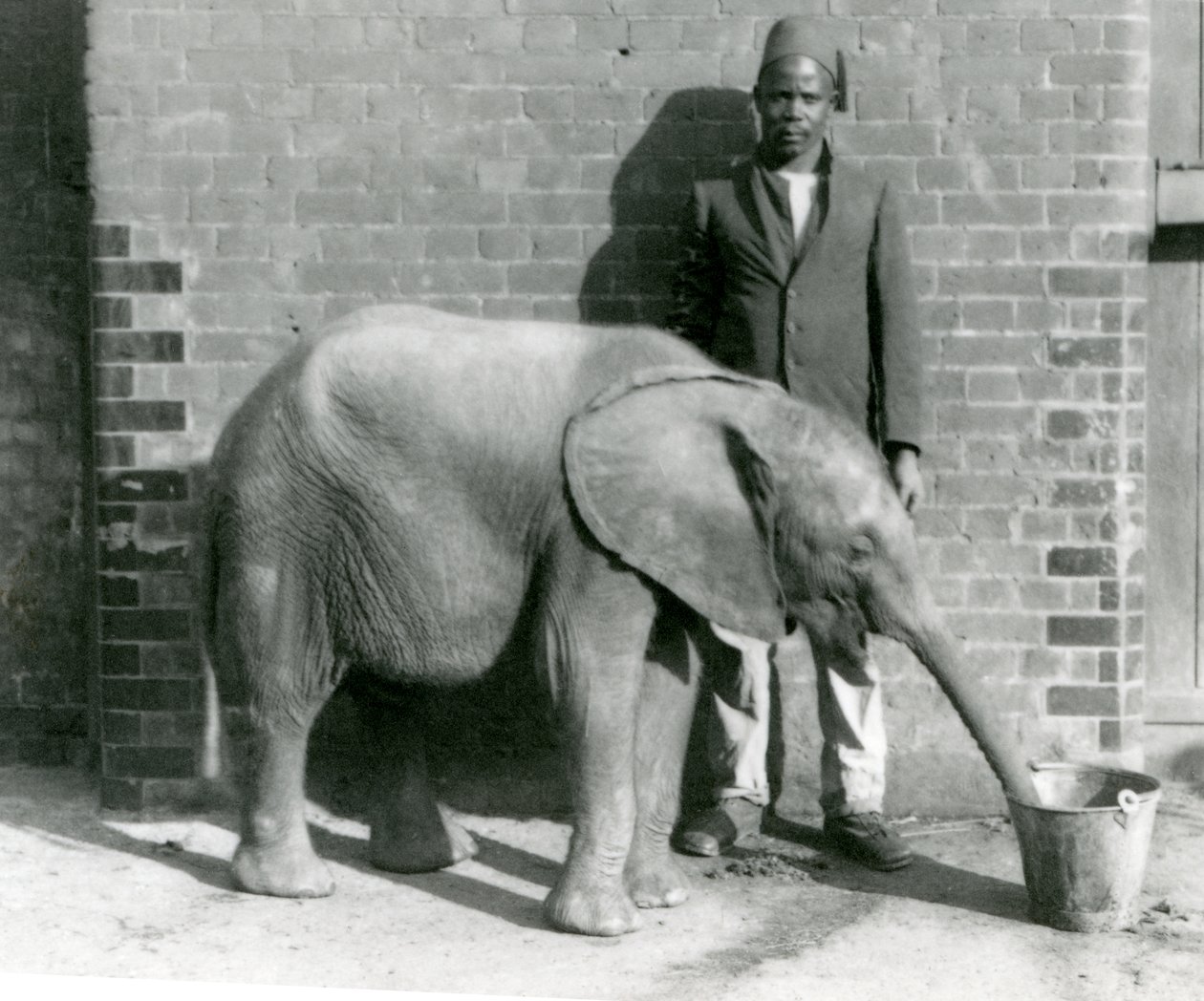 Le jeune éléphant africain Kiberenge recevant une boisson de Darisha, zoo de Londres, septembre 1923 - Frederick William Bond